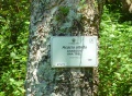 Acacia albida bark.JPG