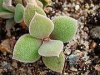 180px-Delosperma tradescantioides leafs IMGP0042.jpg