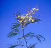 Acacia berlandieri branch.jpg