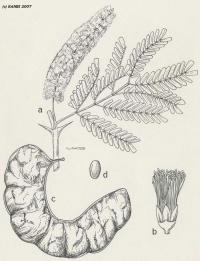 Faidherbia (Acacia) albida botanical illustration by Scott (SANBI 2007).