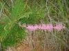 250px-Mimosa verrucosa01.jpg