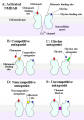 NMDA receptor activation and antagonists.PNG