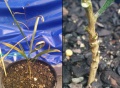 Acuminata-broad-regrowth.jpg