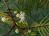 Anadenanthera peregrina flowers.jpg