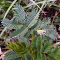 Desmanthus-leptolobus-prairie-mimosa-prairie-bundleflower-slenderlobed-bundleflower-1.jpg