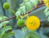 Acacia constricta flower.jpg