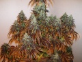 Cannabis flowering.jpg