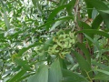 Acacia Auriculiformis.jpeg