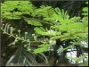 Mimosa Hostilis.jpg