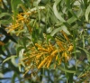 Acacia auriculiformis.jpg