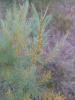 Acacia amoena.jpg