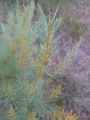 Acacia amoena.jpg