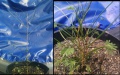 Acuminata-narrow-regrowth.jpg