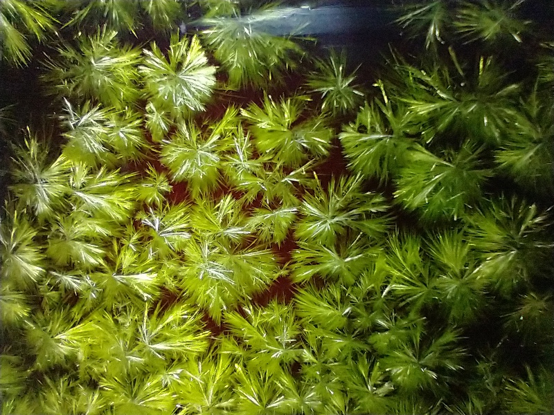 File:IMG 20210609 064813073.jpg