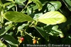 Psychotria viridis.jpg