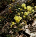 Acacia aculeatissima.jpg