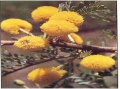 Acacia karro flower.jpg