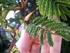 Acacia cornigera.jpg