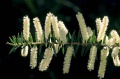 Acacia oxycedrus.jpg