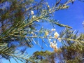 Acacia linifolia.JPG