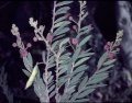 Acacia purpureopetala.jpg