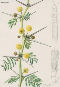 A botanical illustration of A. xanthophloea by J. Hulme (SANBI 2007).