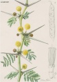 Acacia-xanthophloea1.jpg